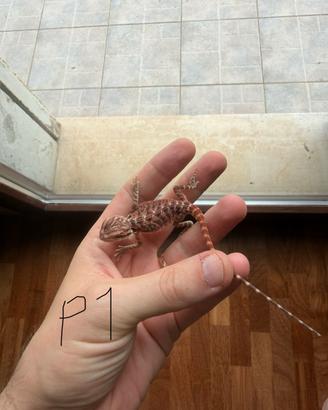 Baby pogona vitticeps