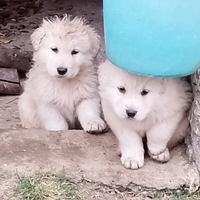 Cuccioli di maremmano super