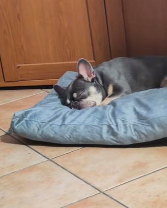 Bouledogue francese