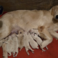 Cuccioli Golden Retriever