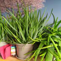 piante di aloe da 30 a 50 cm