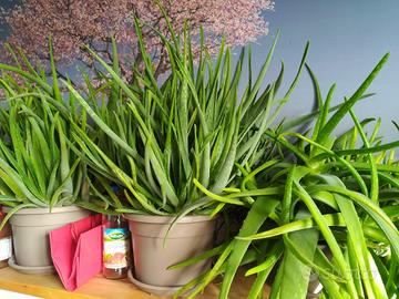 piante di aloe da 30 a 50 cm