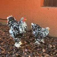 Coppia brahma picchettato