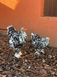 Coppia brahma picchettato