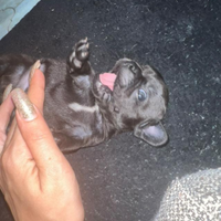 Bulfdog francesi disponibili anche più grandi