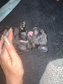 Bulfdog francesi disponibili anche più grandi