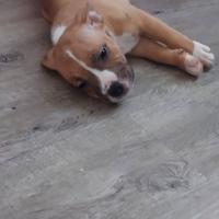 Staffordshire bull terrier