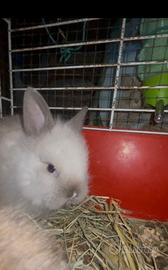 Cuccioli di coniglietto nano testa di leone