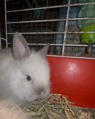 Cuccioli di coniglietto nano testa di leone