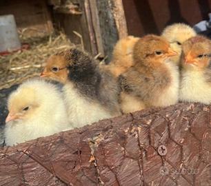 Pulcini (galline ovaiole)