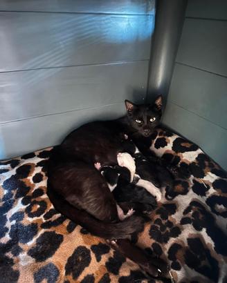 Iris e I suoi piccoli