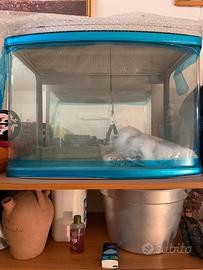 Acquario