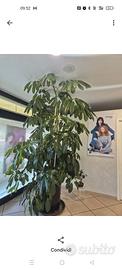 Pianta schefflera 2,75 metri