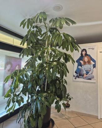Pianta schefflera 2,75 metri