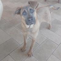 Cucciolo Benny