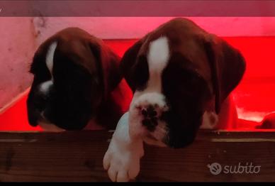 Cuccioli di boxer