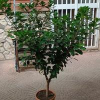 Pianta Ficus Microcarpa