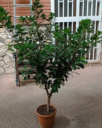 Pianta Ficus Microcarpa