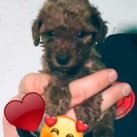 Barboncini Mini Toy femmine