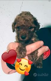 Barboncini Mini Toy femmine