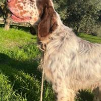 Setter inglese