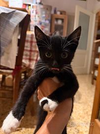 Gattini
