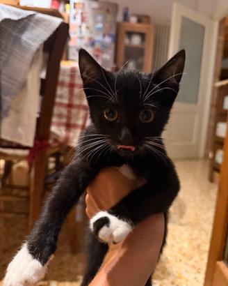 Gattini