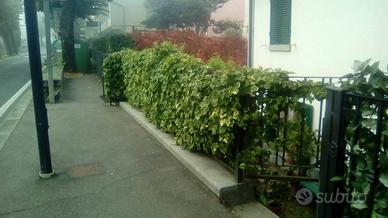 Casa indipendente a Bibbiena, 4 locali