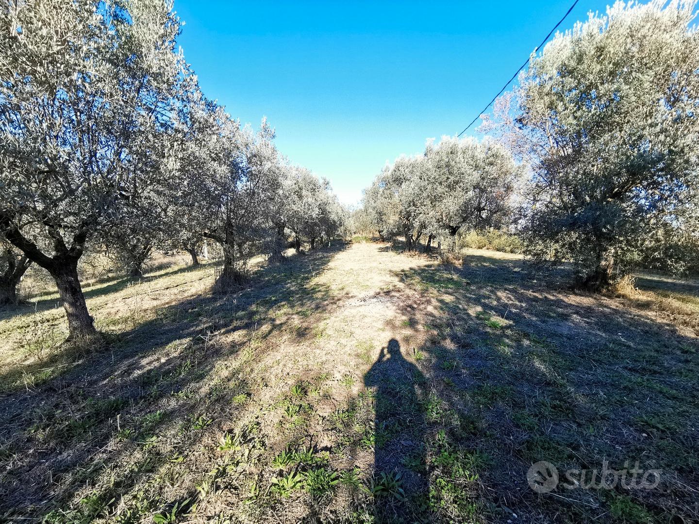 Terreno agricolo con uliveto - View 4