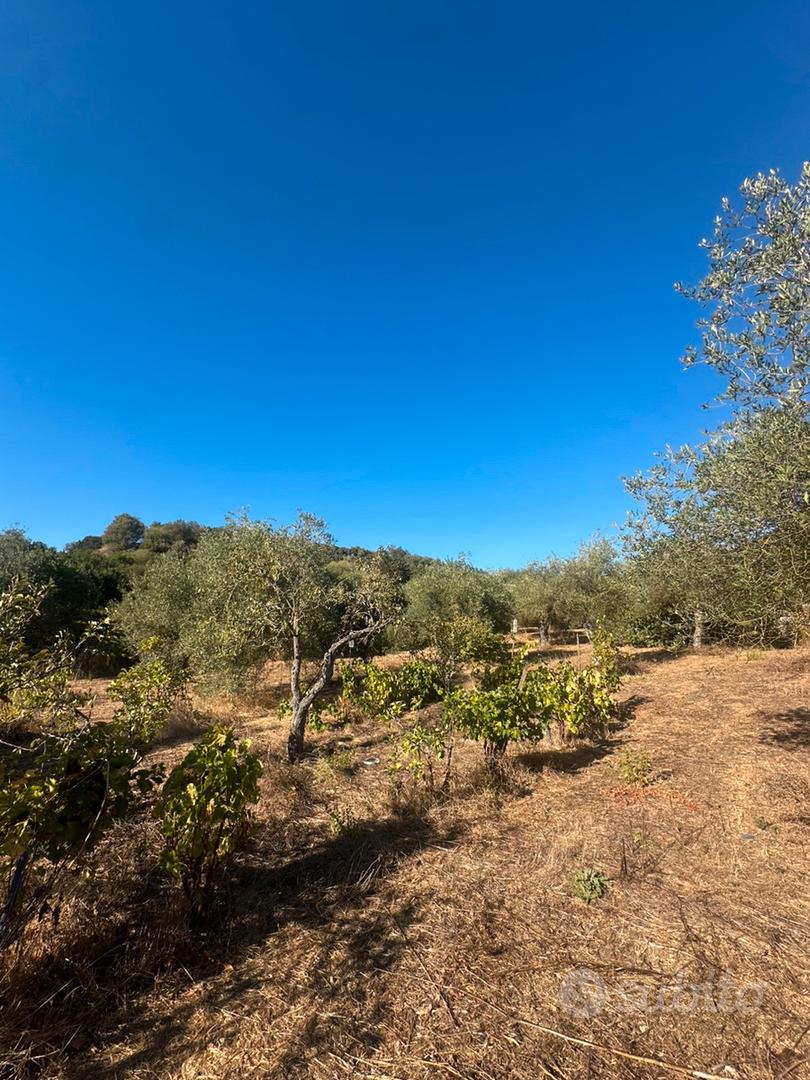 Terreno con ulivetto - Vista 3