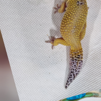 Geco leopardino