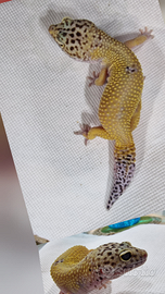 Geco leopardino