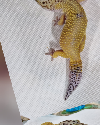 Geco leopardino