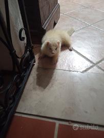 Furetto Albino