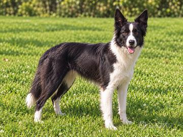 Super border collie