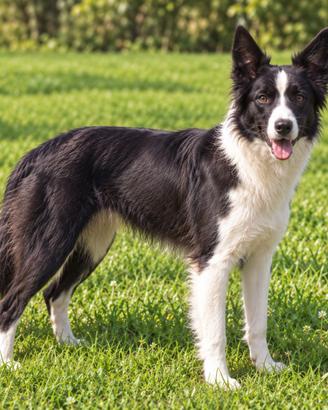 Super border collie