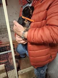 Cuccioli di pastore tedesco