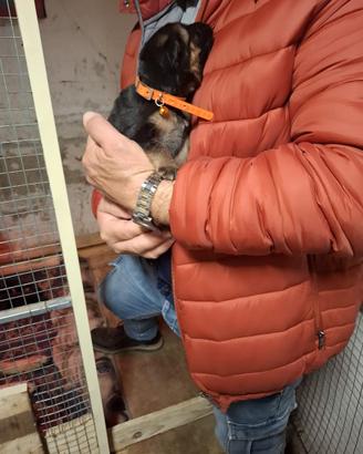 Cuccioli di pastore tedesco