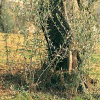 Giardiniere