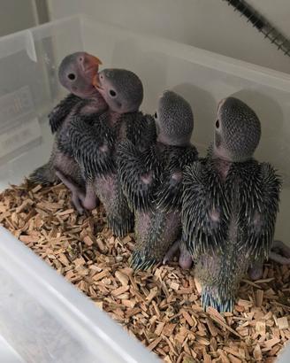 Pulli parrocchetti dal collare