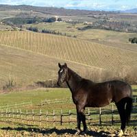 Puledra Sella Italiano