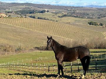 Puledra Sella Italiano