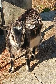 Capretta tipitana