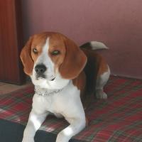 Beagle maschio per monta