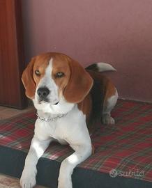 Beagle maschio per monta