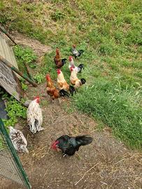 Galline mericanelle