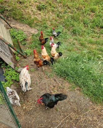 Galline mericanelle