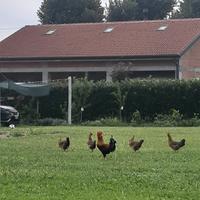 Galli di razza wyandotte