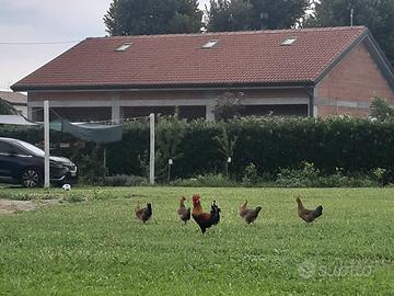 Galli di razza wyandotte