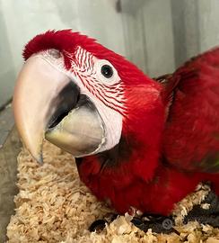 Pullo di ara chloroptera